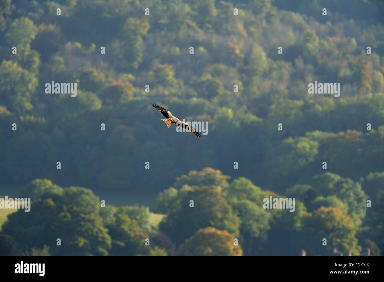 Red Kite (Milvus milvus) over Watlington Hill, Oxfordshire, in September. Stock Photo