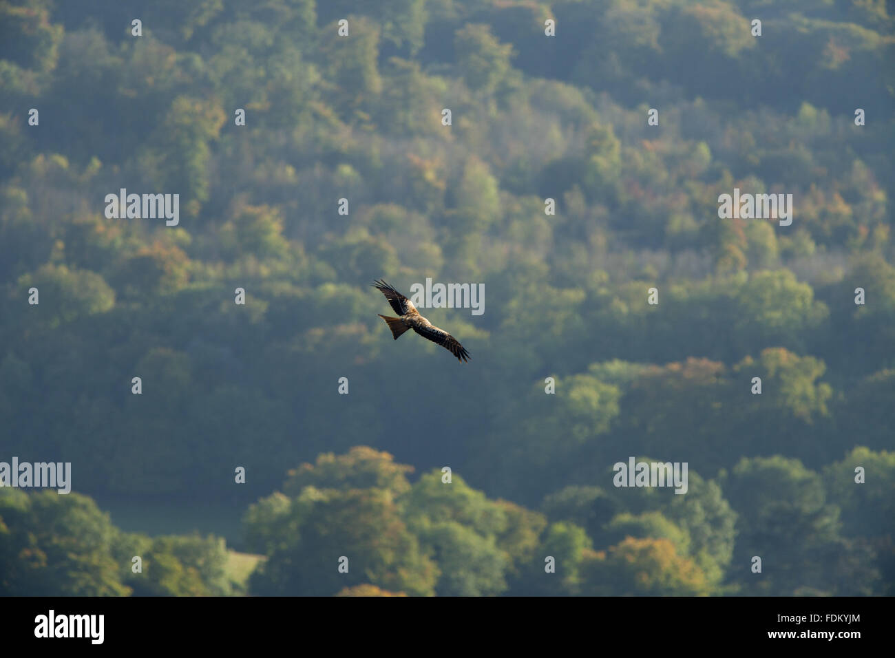 Red Kite (Milvus milvus) over Watlington Hill, Oxfordshire, in September. Stock Photo