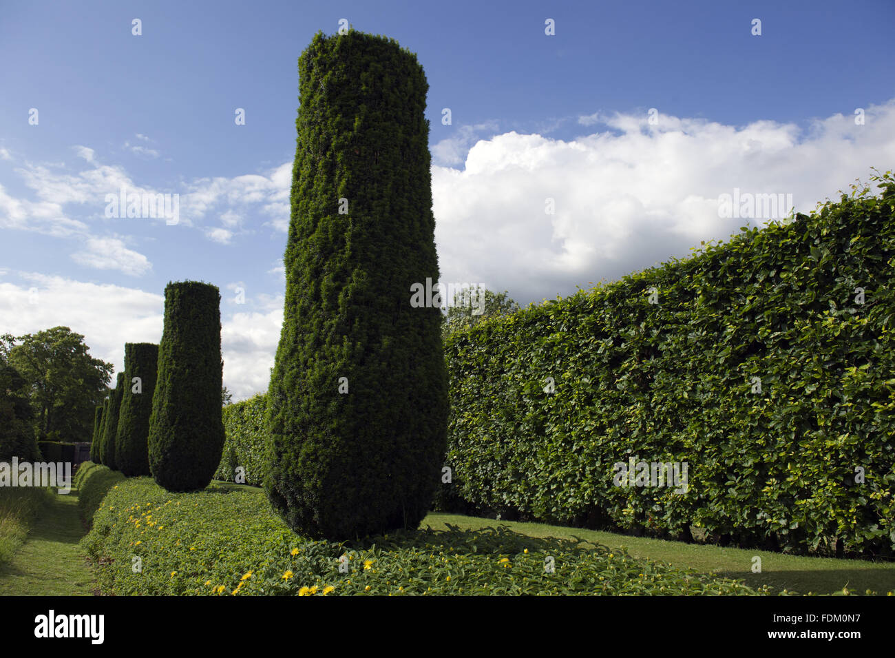 Columns of Irish yew along the Raised Walk at Lytes Cary Manor, Somerset. Stock Photo