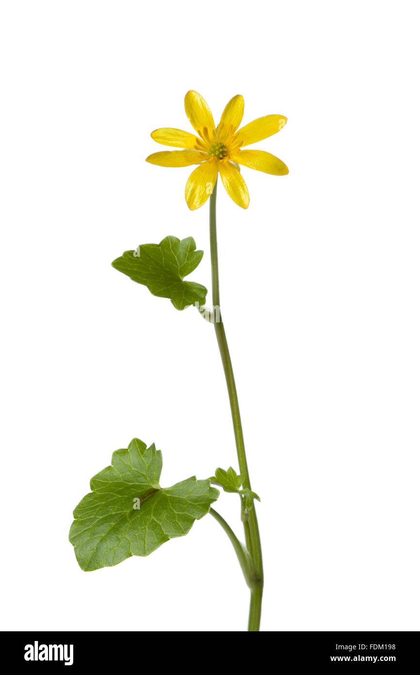 Yellow Lesser celandine flower on white background Stock Photo