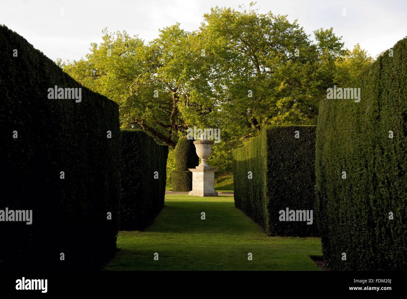 Yew hedging and an ornamental stone urn in the Parterre garden on the Blickling Estate, Norfolk. Stock Photo