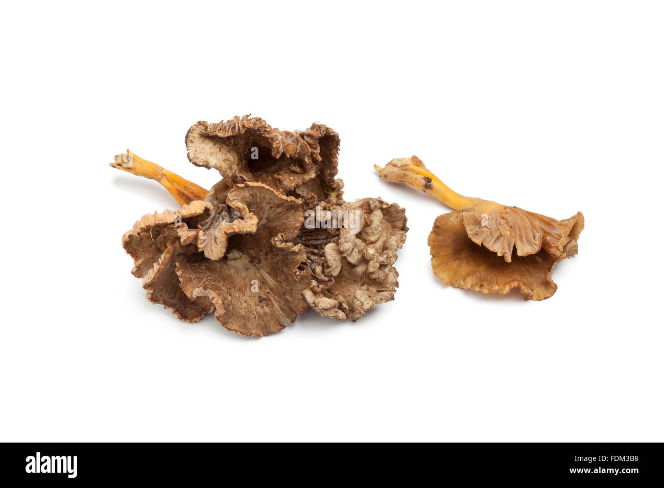 Fresh Chanterelle Grise mushrooms on white background Stock Photo