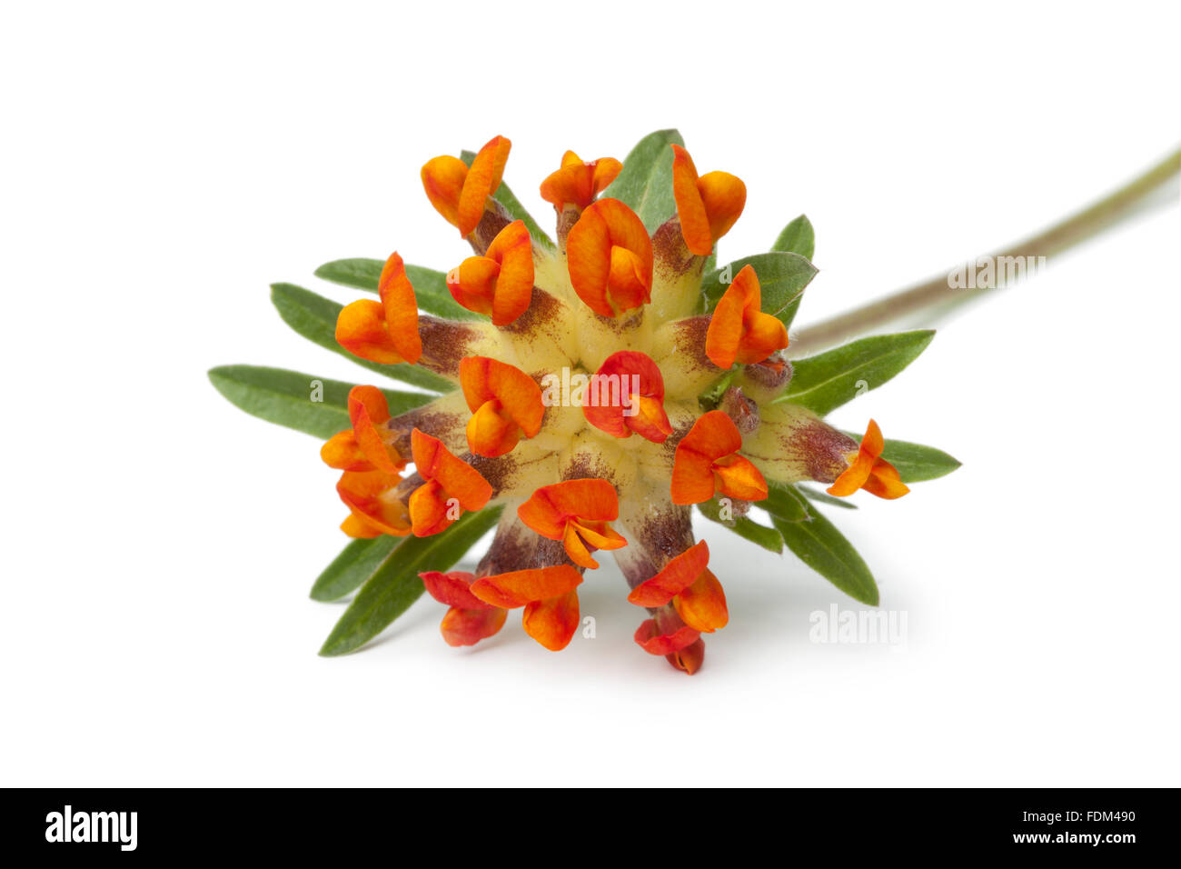 Fresh orange woundwort flower on white background Stock Photo