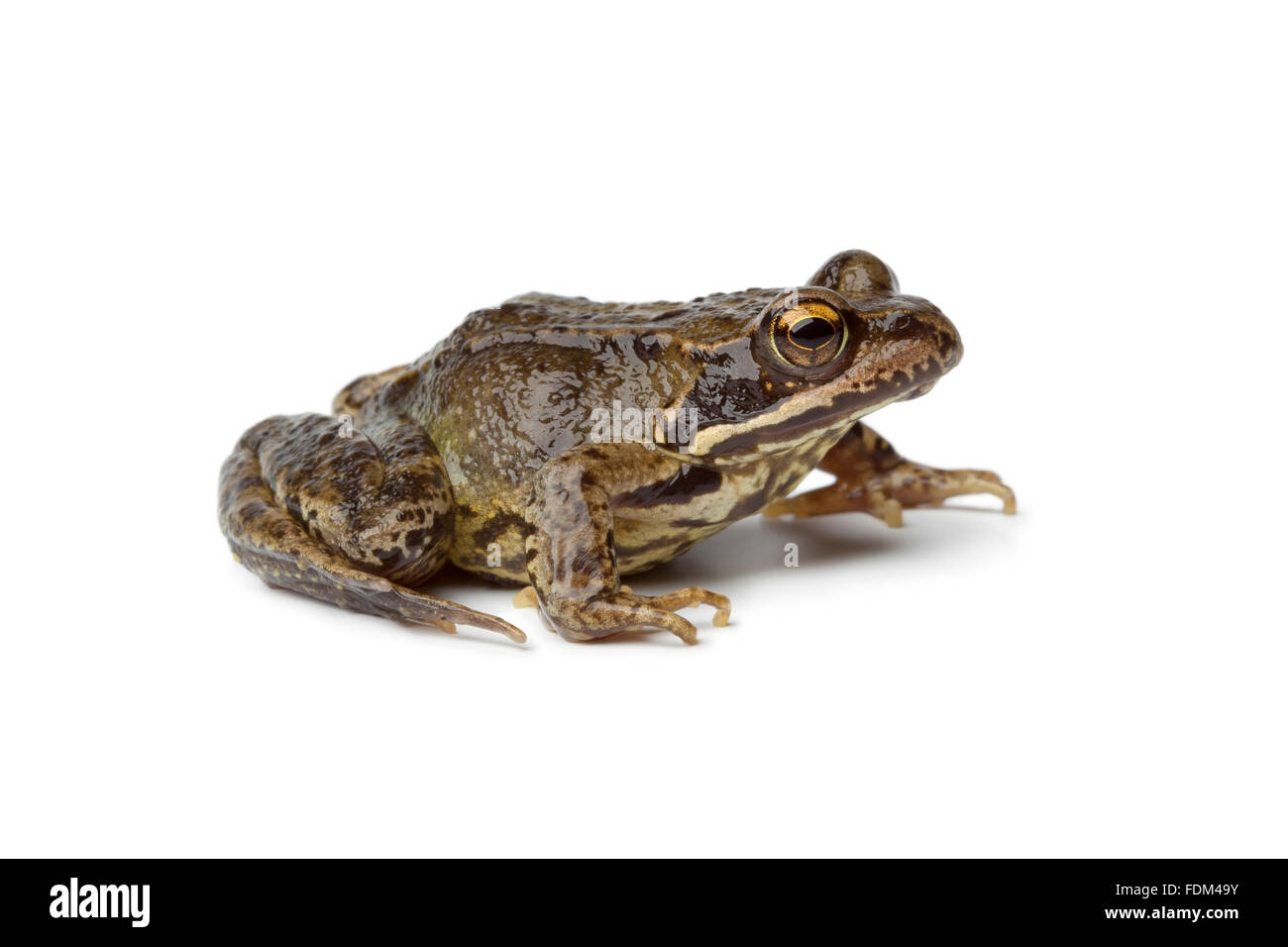 Common frog on white background Stock Photo