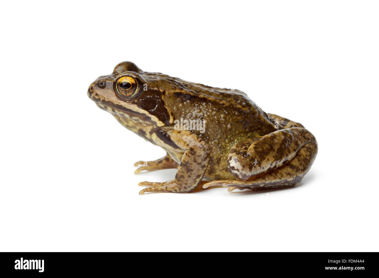 Common frog on white background Stock Photo