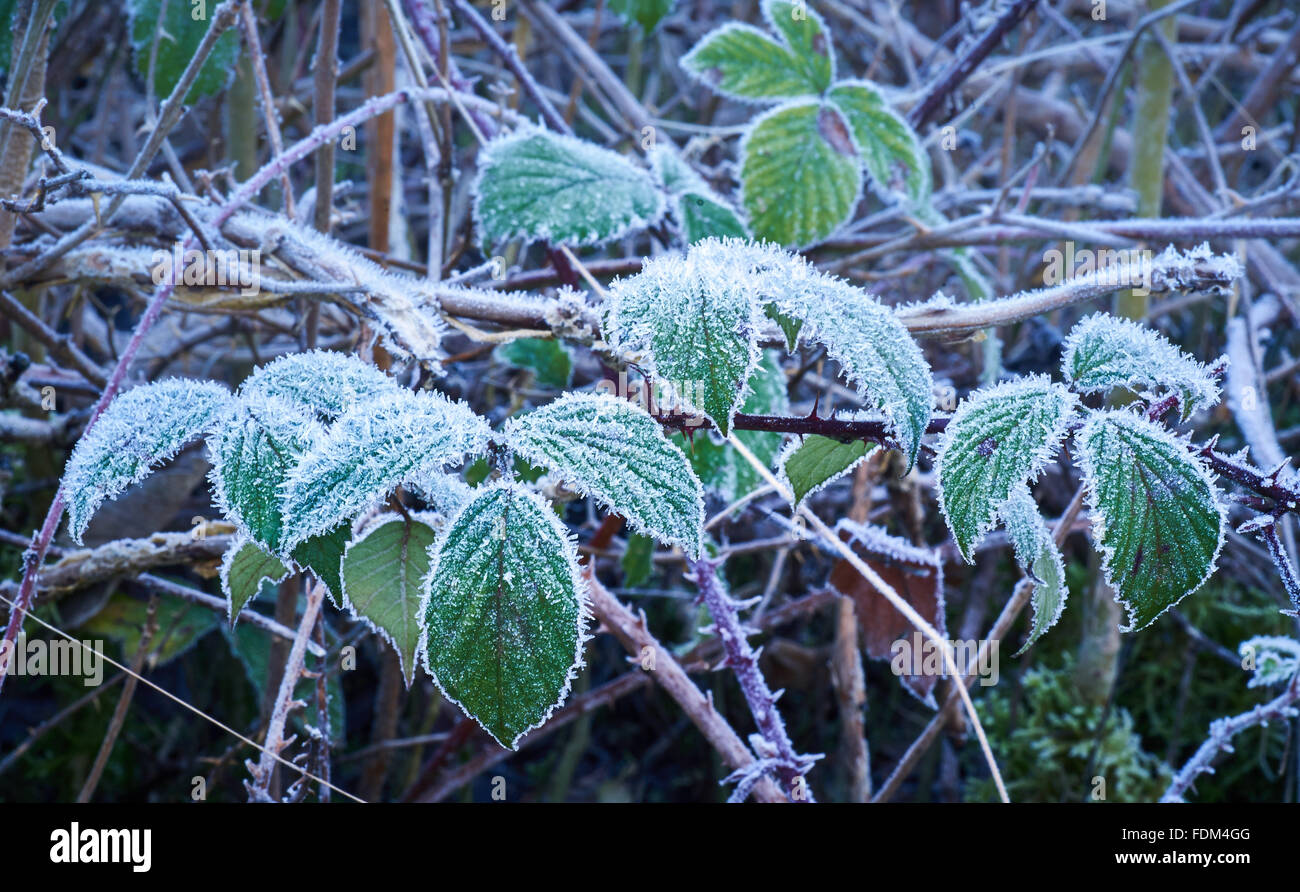 Hoar frost leaves hi-res stock photography and images - Alamy