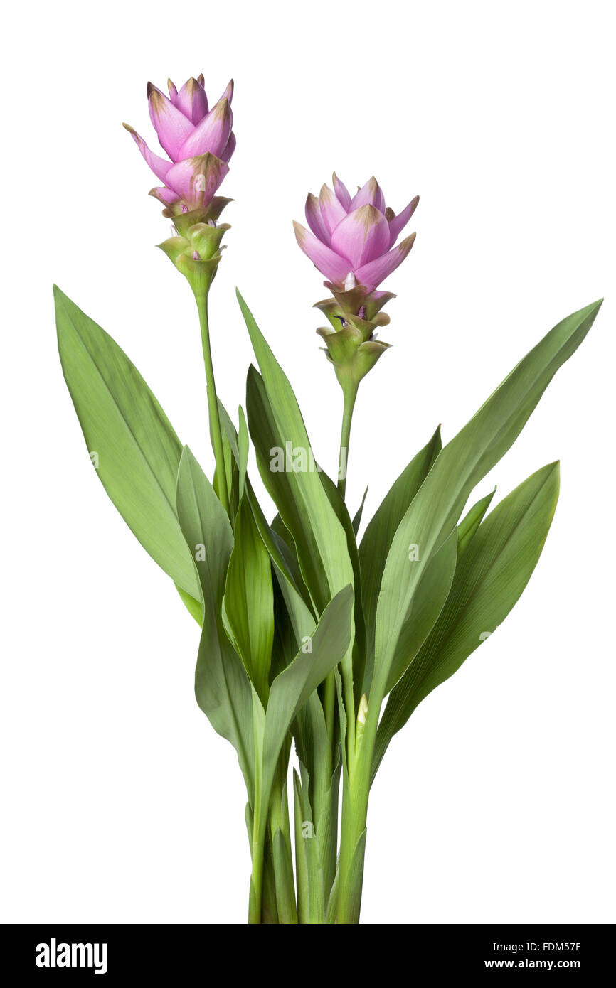 Pink Siam tulip on white background Stock Photo