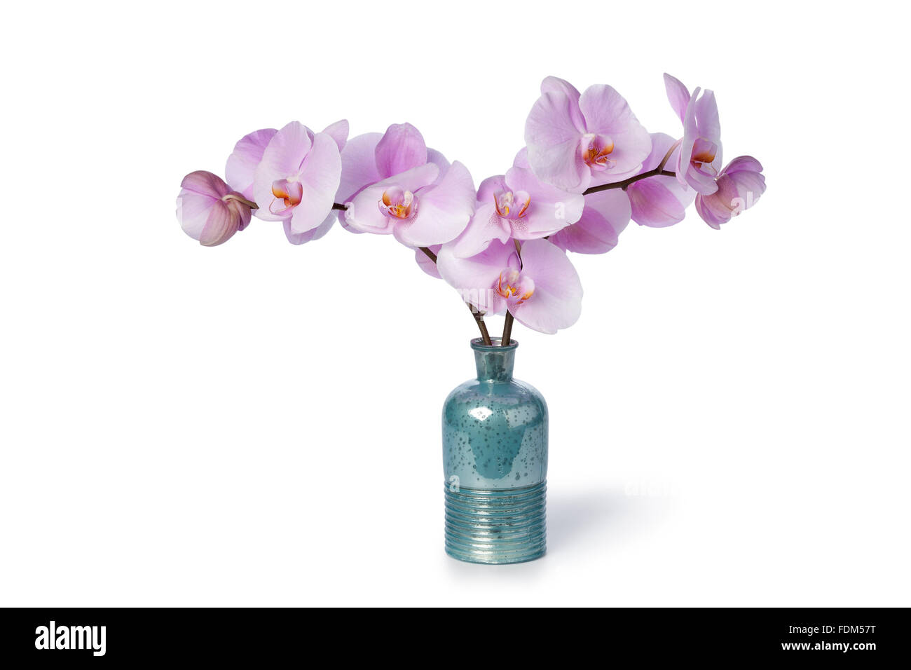 Pink Orchid flowers in a bottle on white background Stock Photo