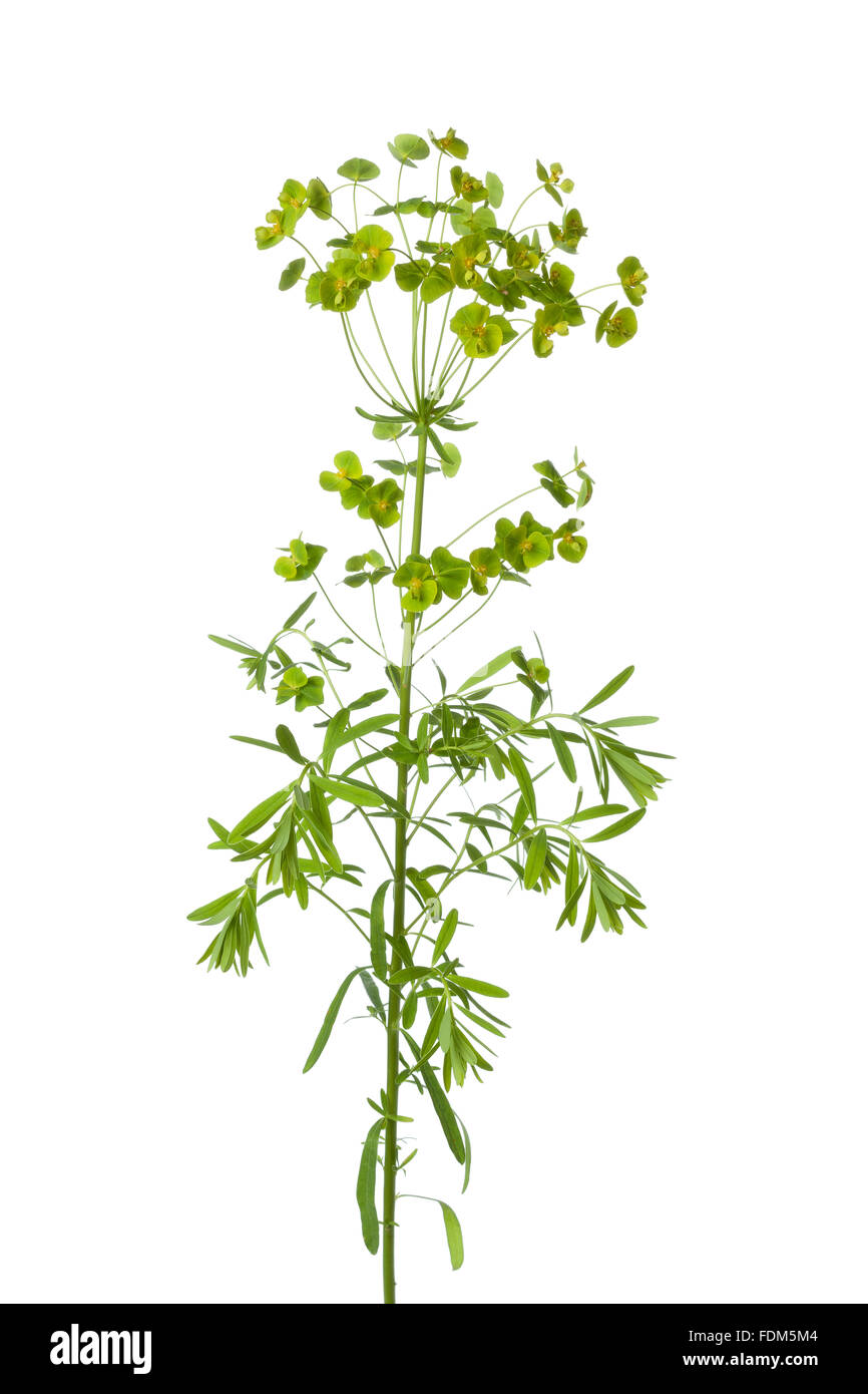 Fresh Euphorbia flower on white background Stock Photo