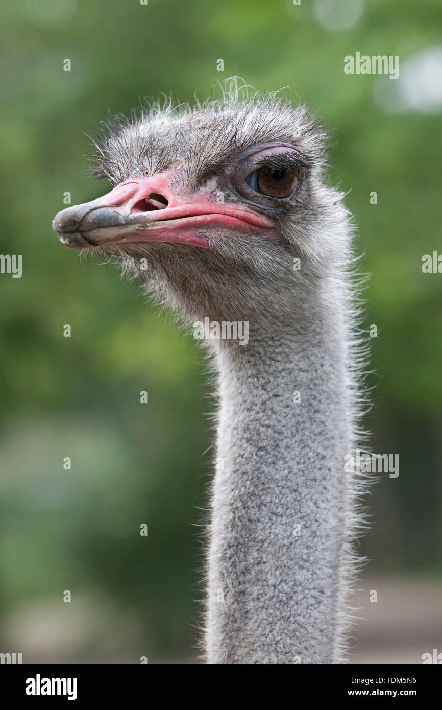 Ostrich head close up Stock Photo