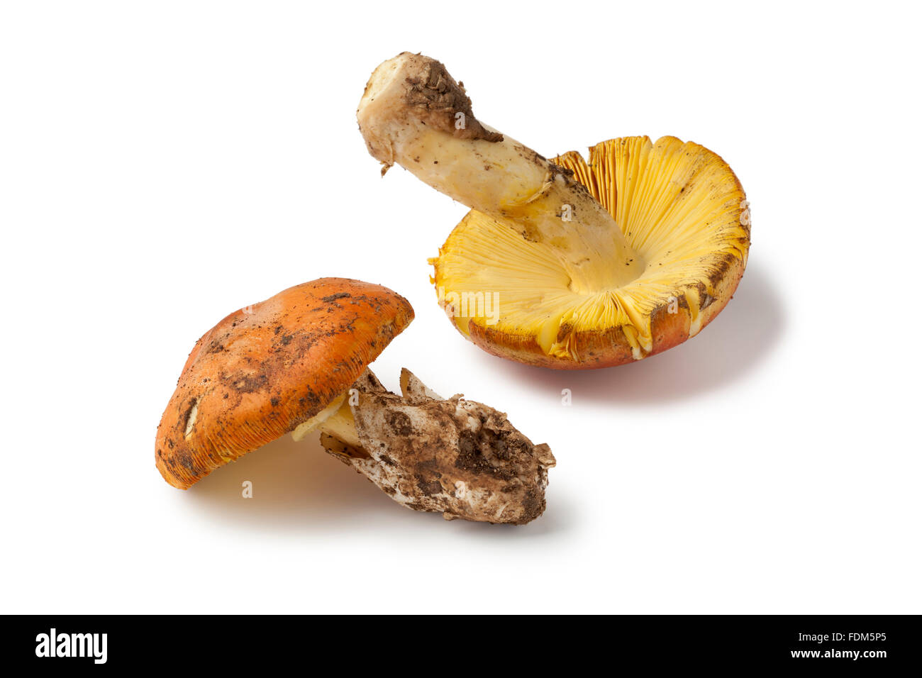 Fresh edible Amanita mushrooms on white background Stock Photo