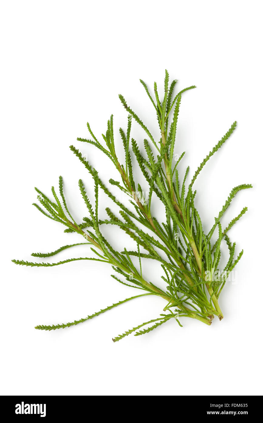 Fresh twigs of Green Santolina viridens on white background Stock Photo