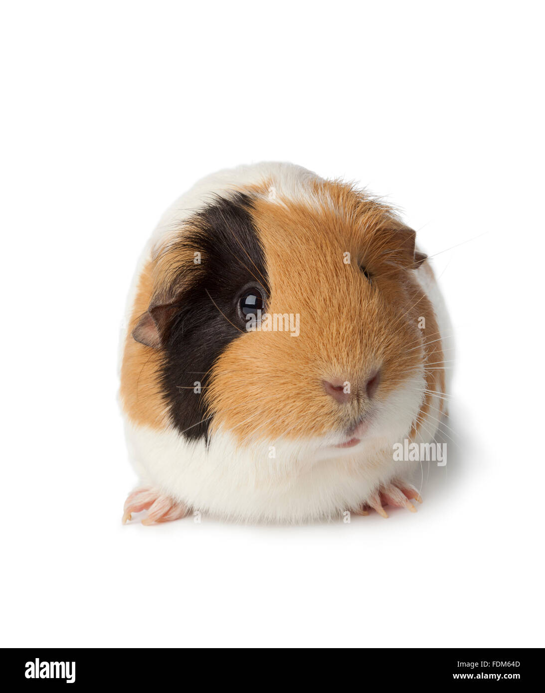 Cute guinea pig on white background Stock Photo - Alamy