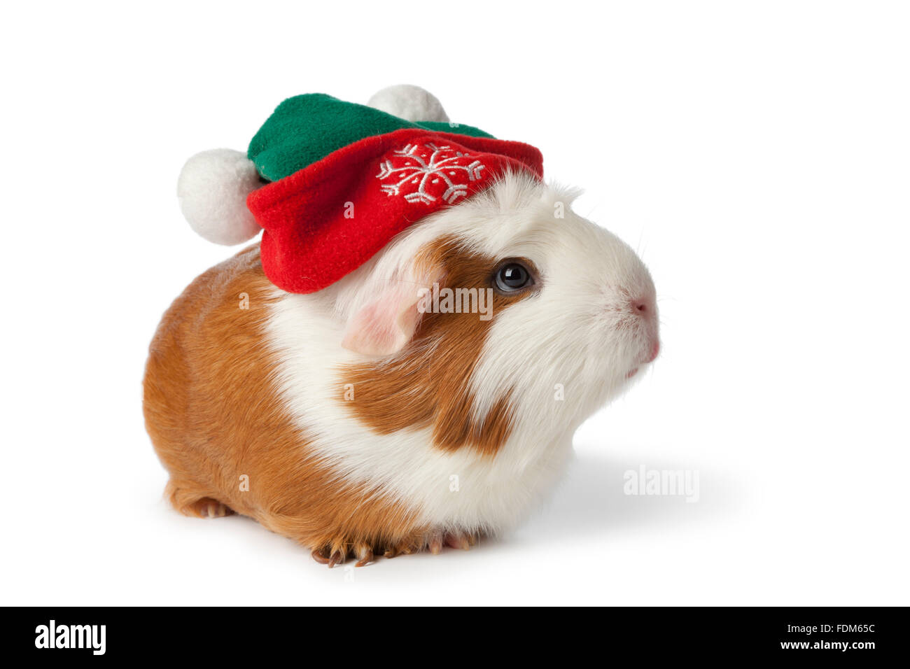 Cute guinea pig with christmas hat on white background Stock Photo