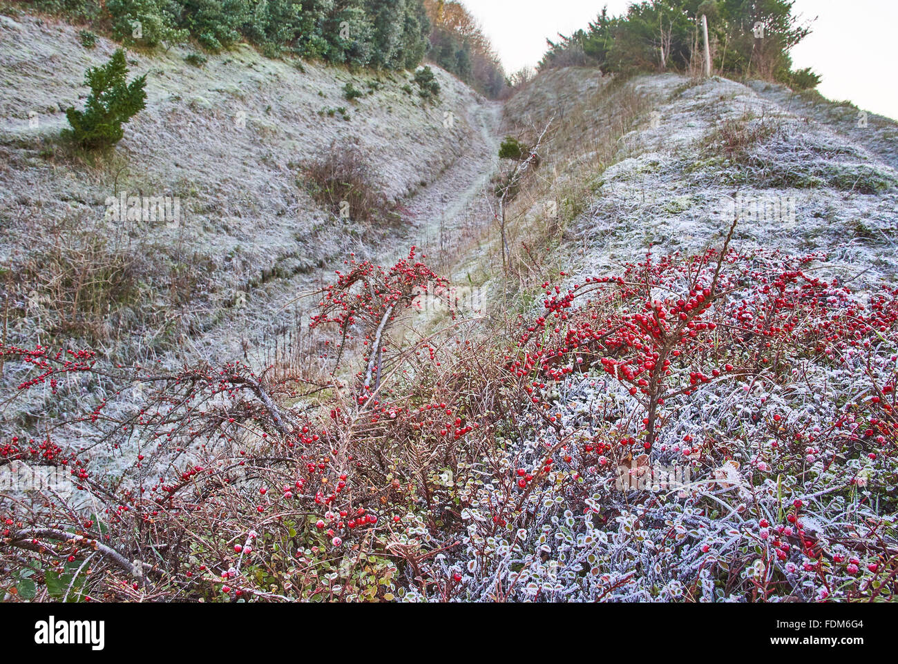 Cotoneaster on Downland in winter Stock Photo