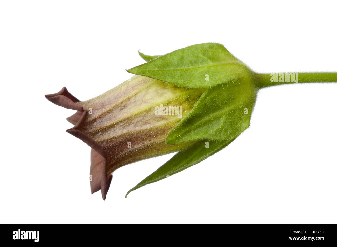 Fresh poisonous Belladonna flower on white background Stock Photo