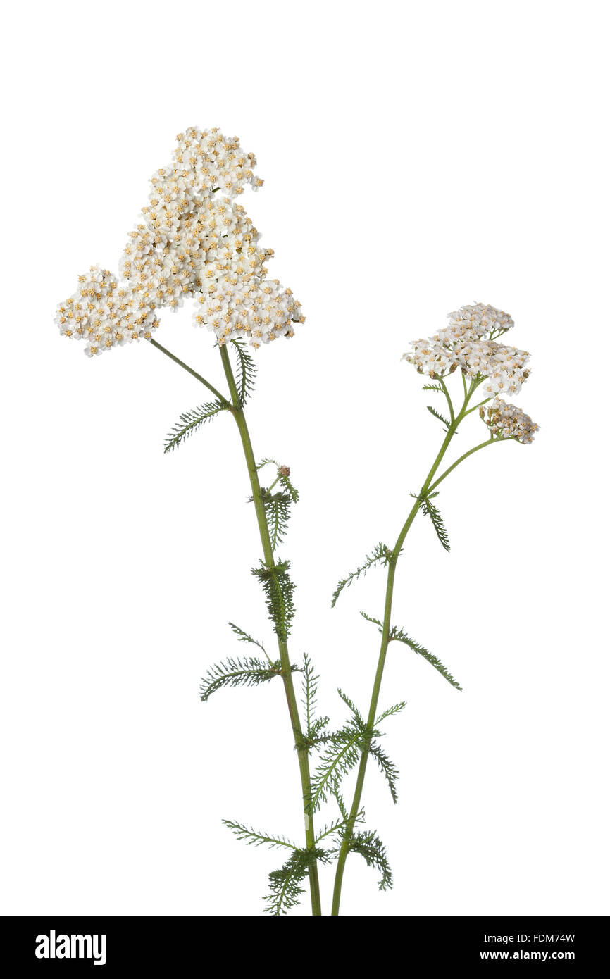 Fresh white flowering milfoil Stock Photo - Alamy