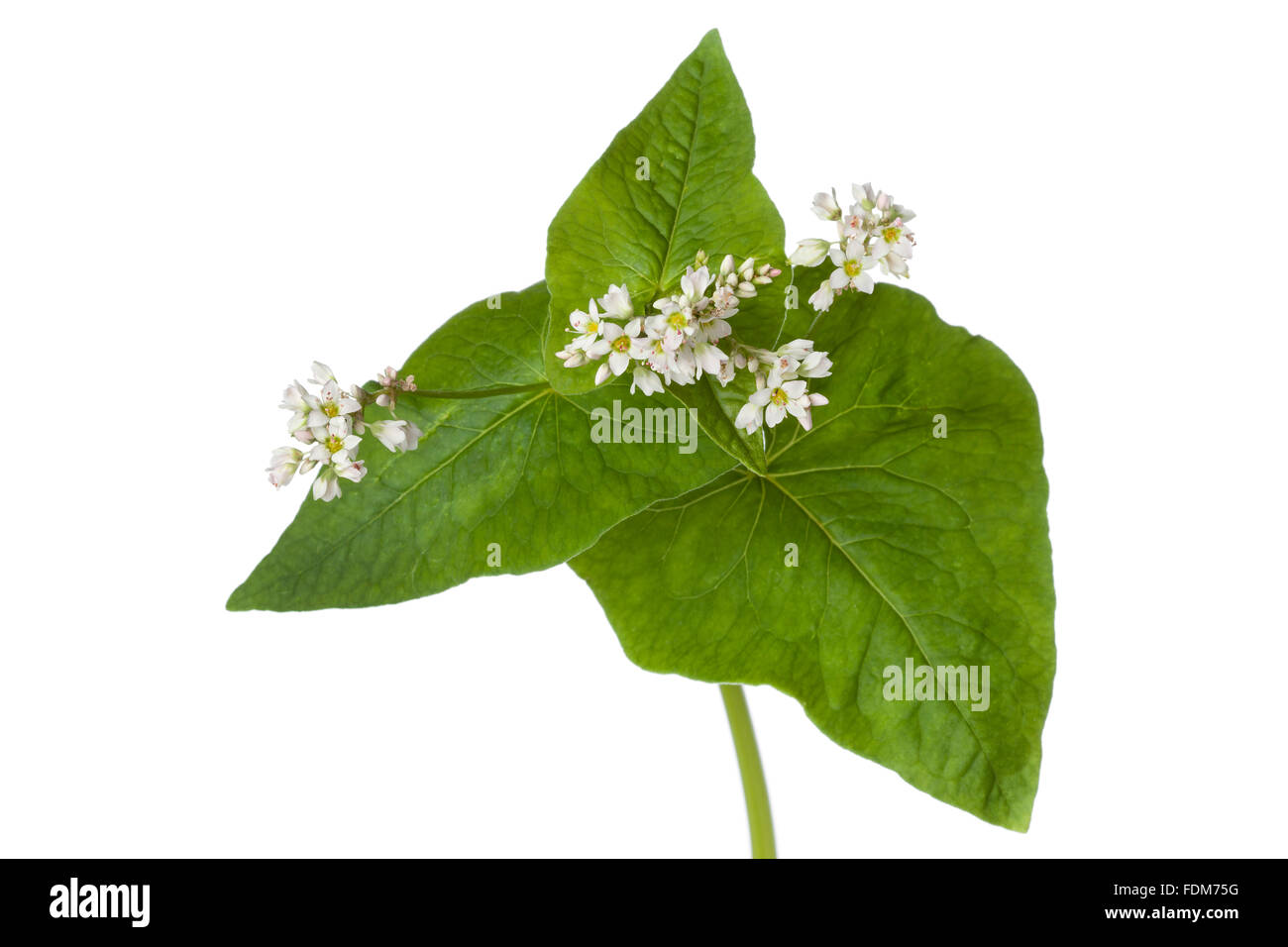Flowering buckwheat flowers and leaves on white background Stock Photo