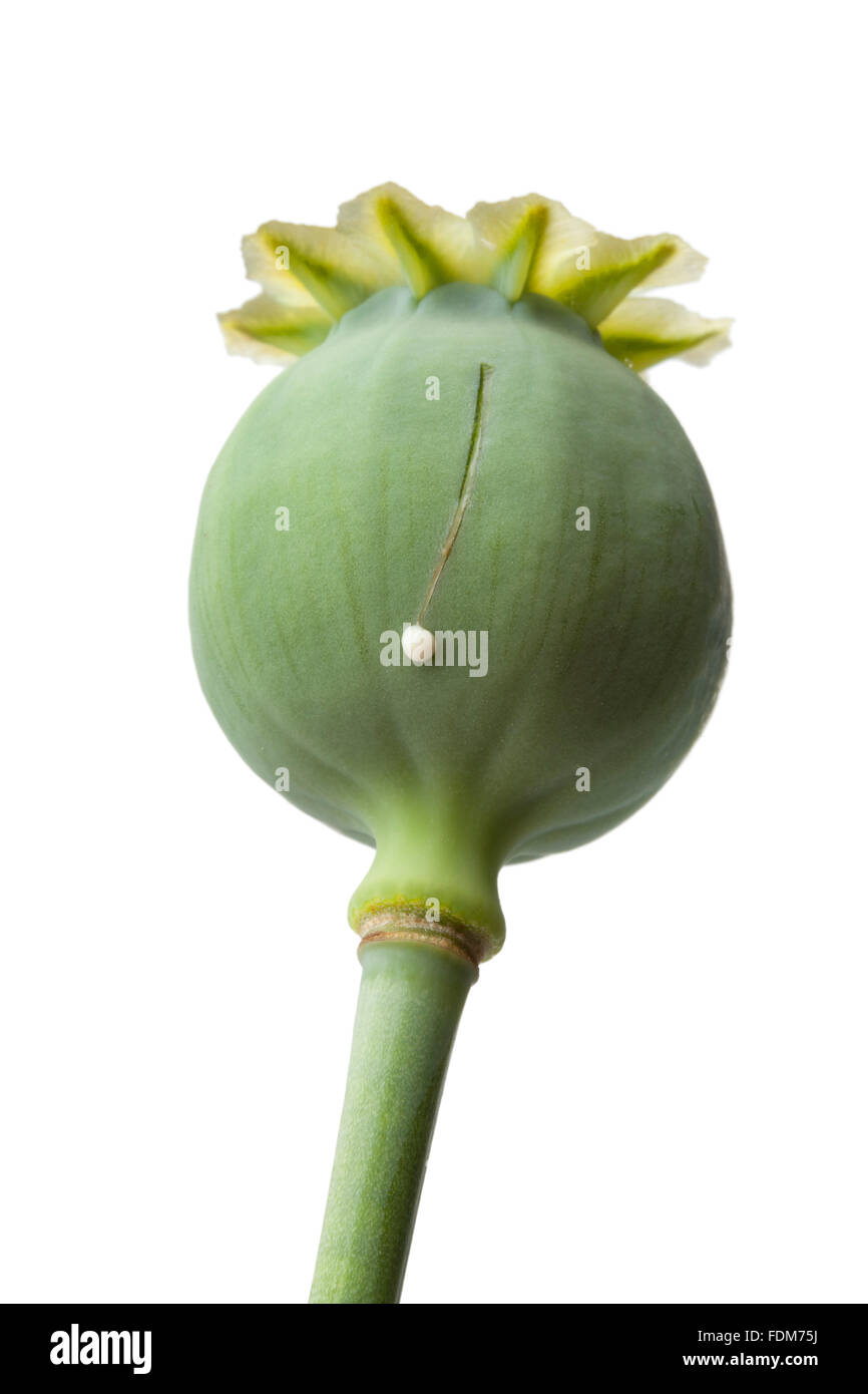 Papaver seed head with poppy tears Stock Photo