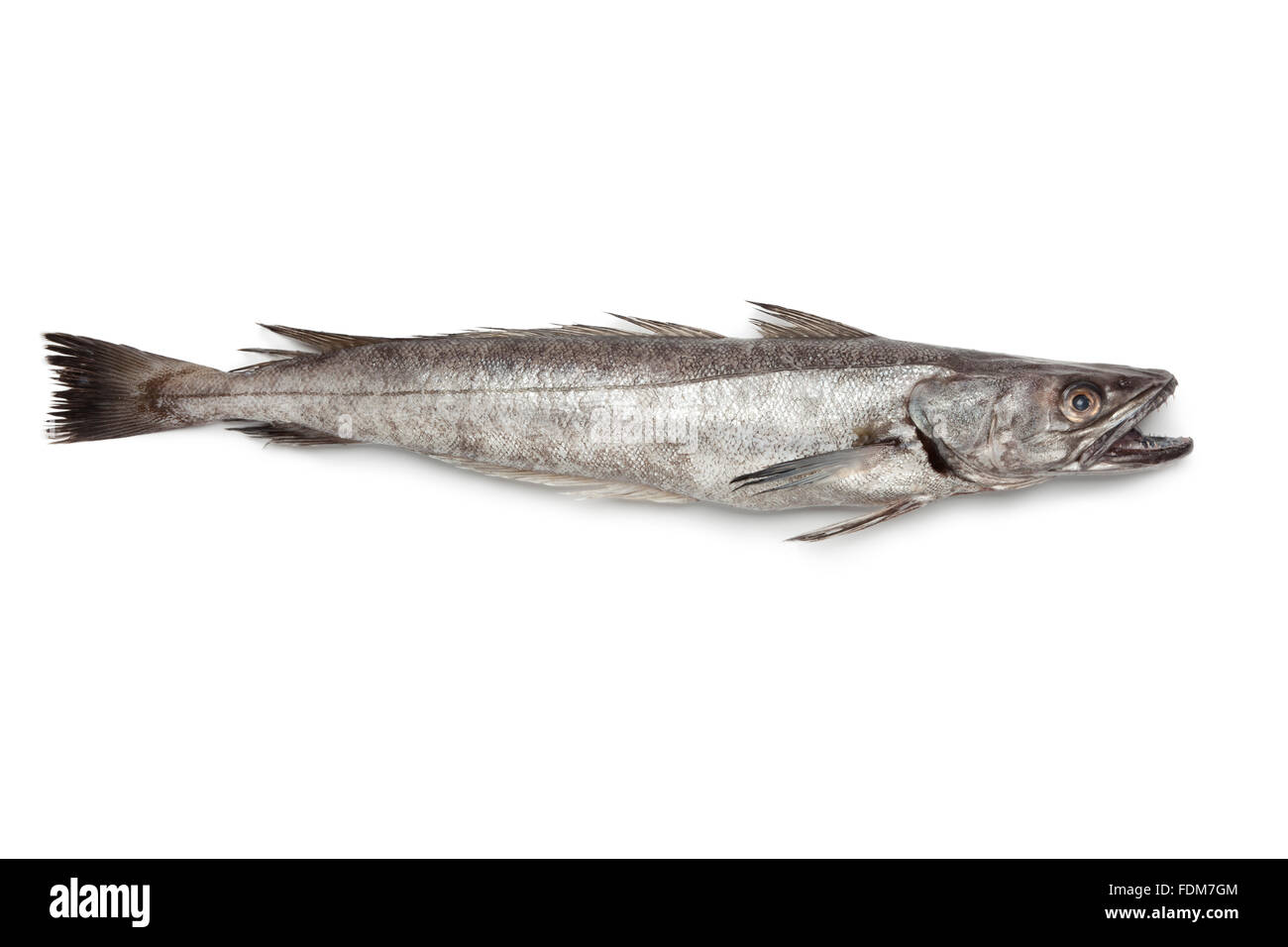 Single fresh Hake fish on white background Stock Photo Alamy