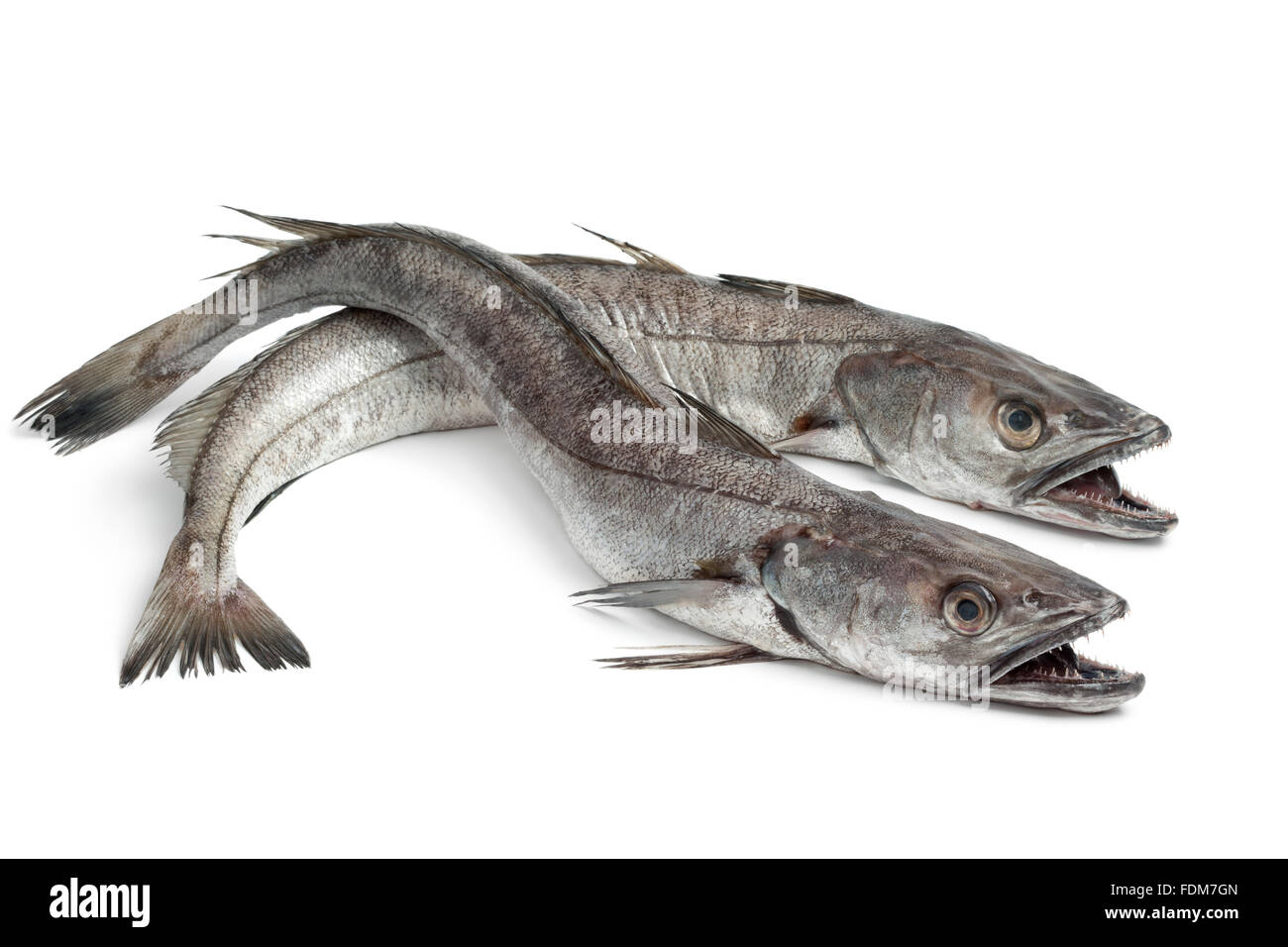 Two fresh Hake fishes on white background Stock Photo Alamy