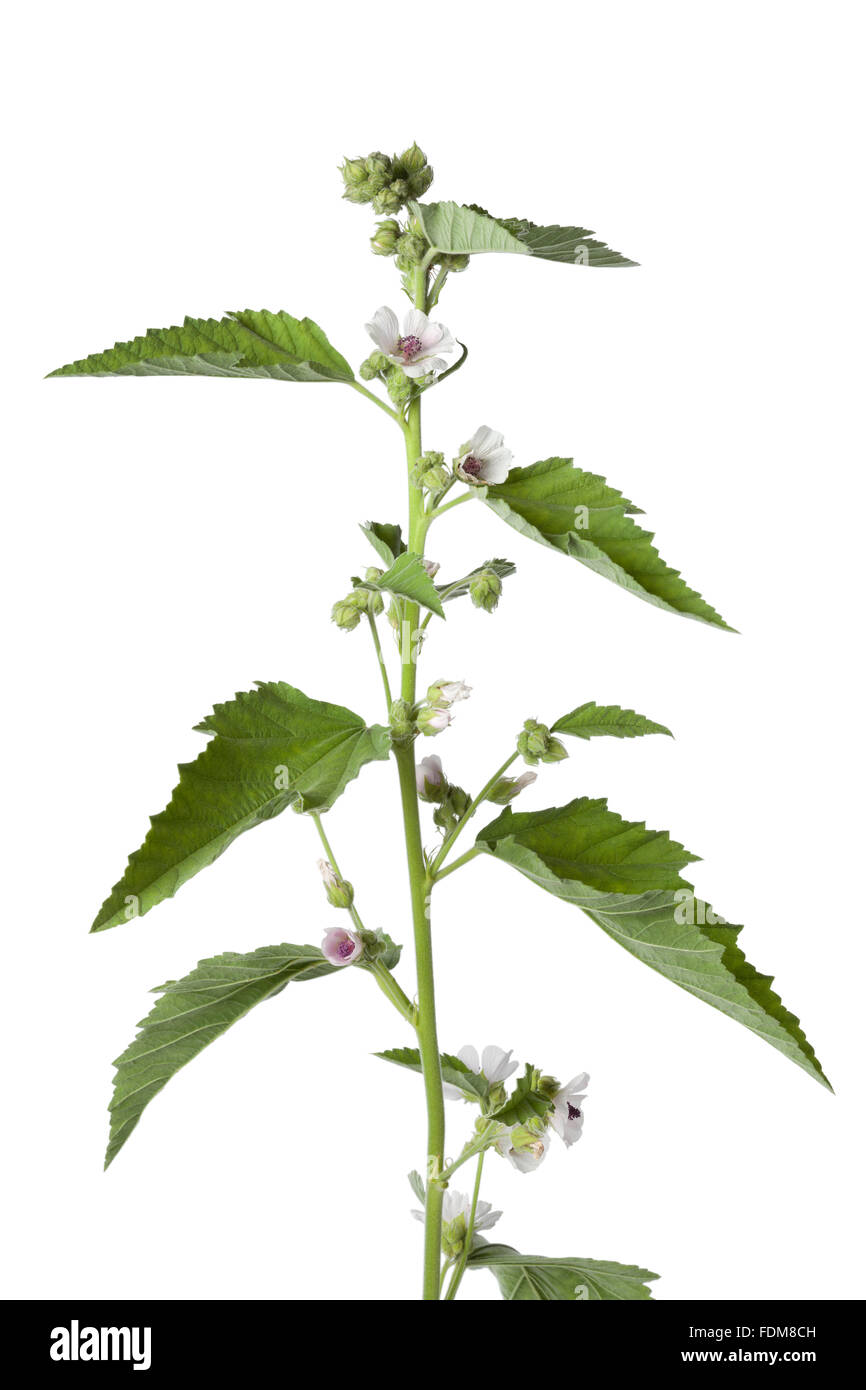 Marshmallow plant hires stock photography and images Alamy