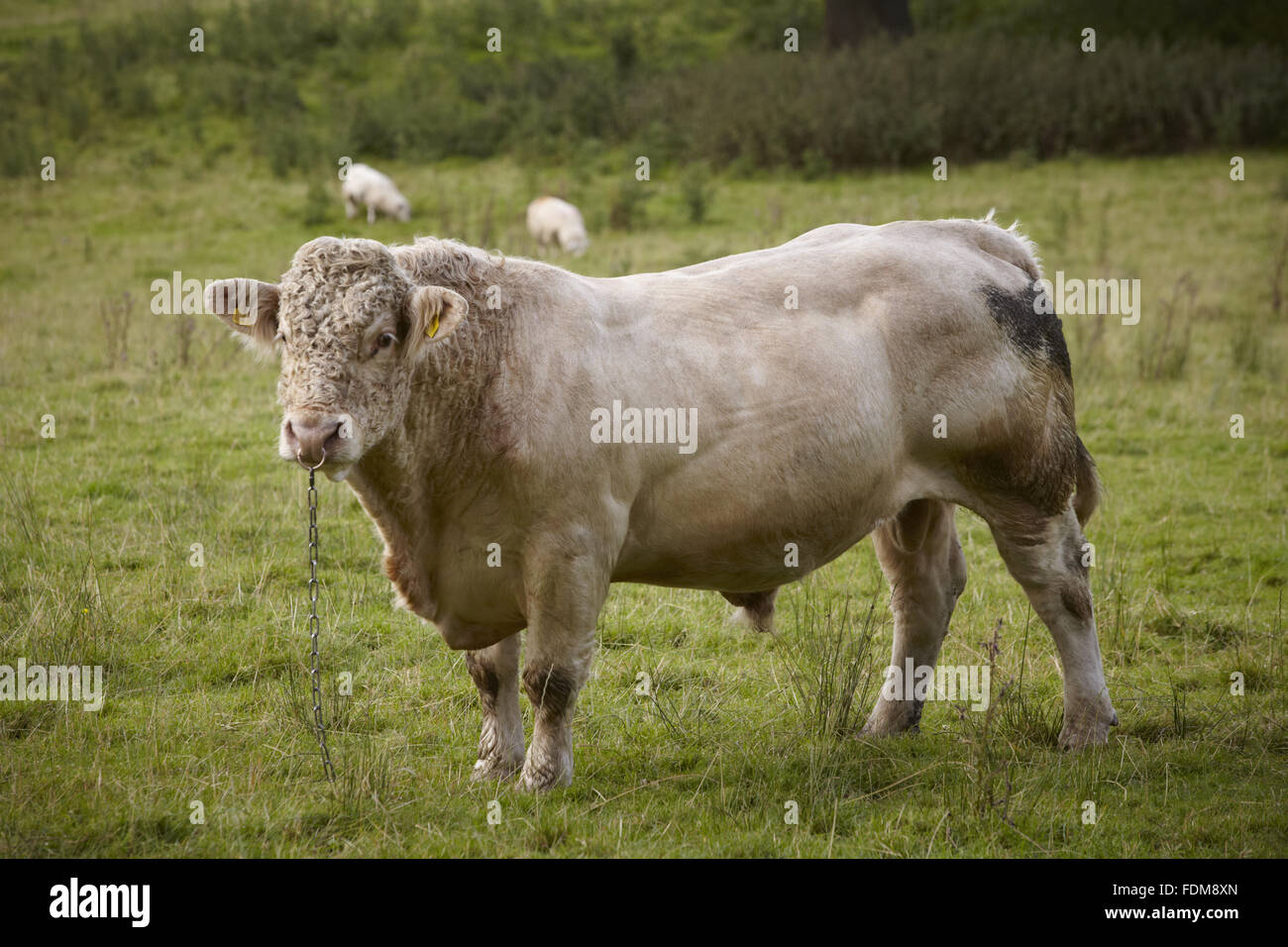 Bull in the grounds at Castle Coole, County Fermanagh. Stock Photo