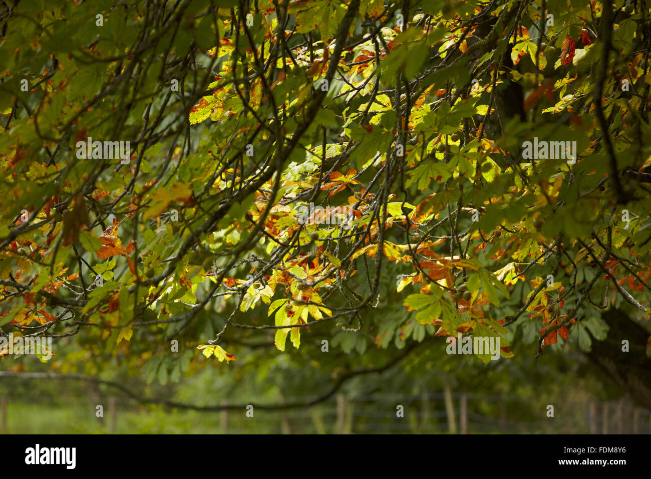 Horse-chestnut trees in September at Castle Coole, County Fermanagh. Stock Photo