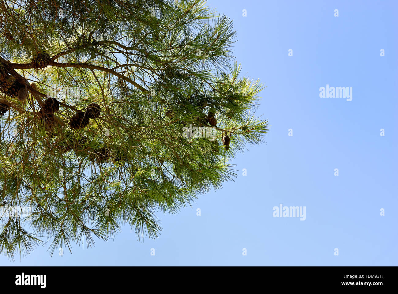 The Greek branch of fir with green needles and brown pine cones on blue ...