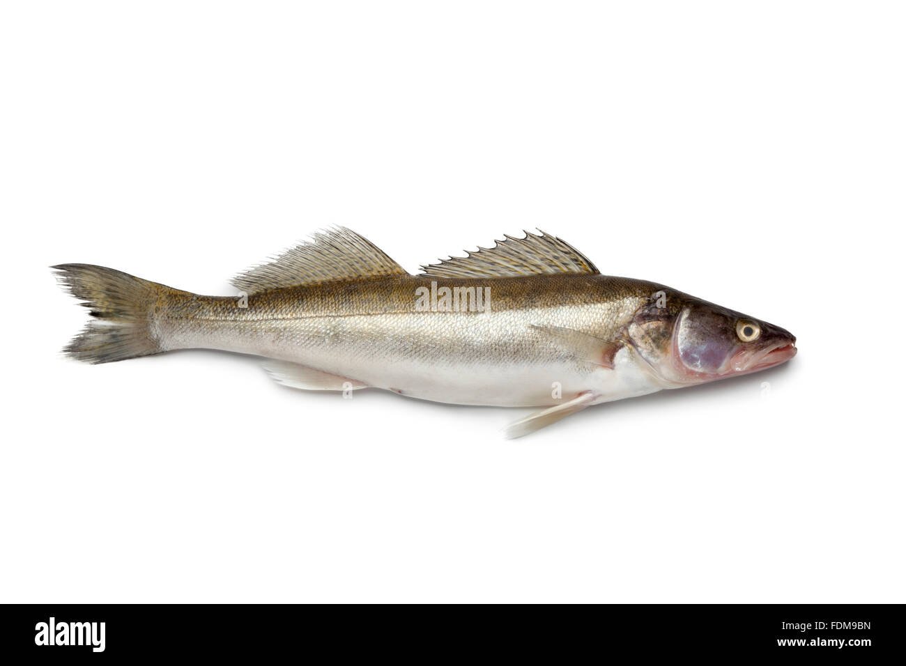 Fresh Zander fish on white background Stock Photo