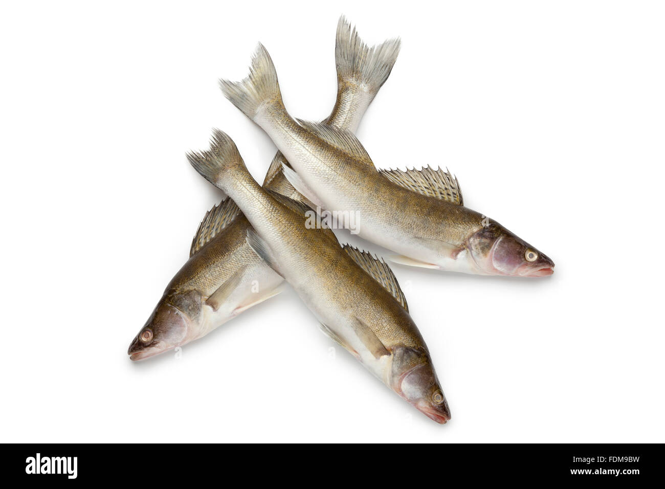 Fresh Zander fishes on white background Stock Photo