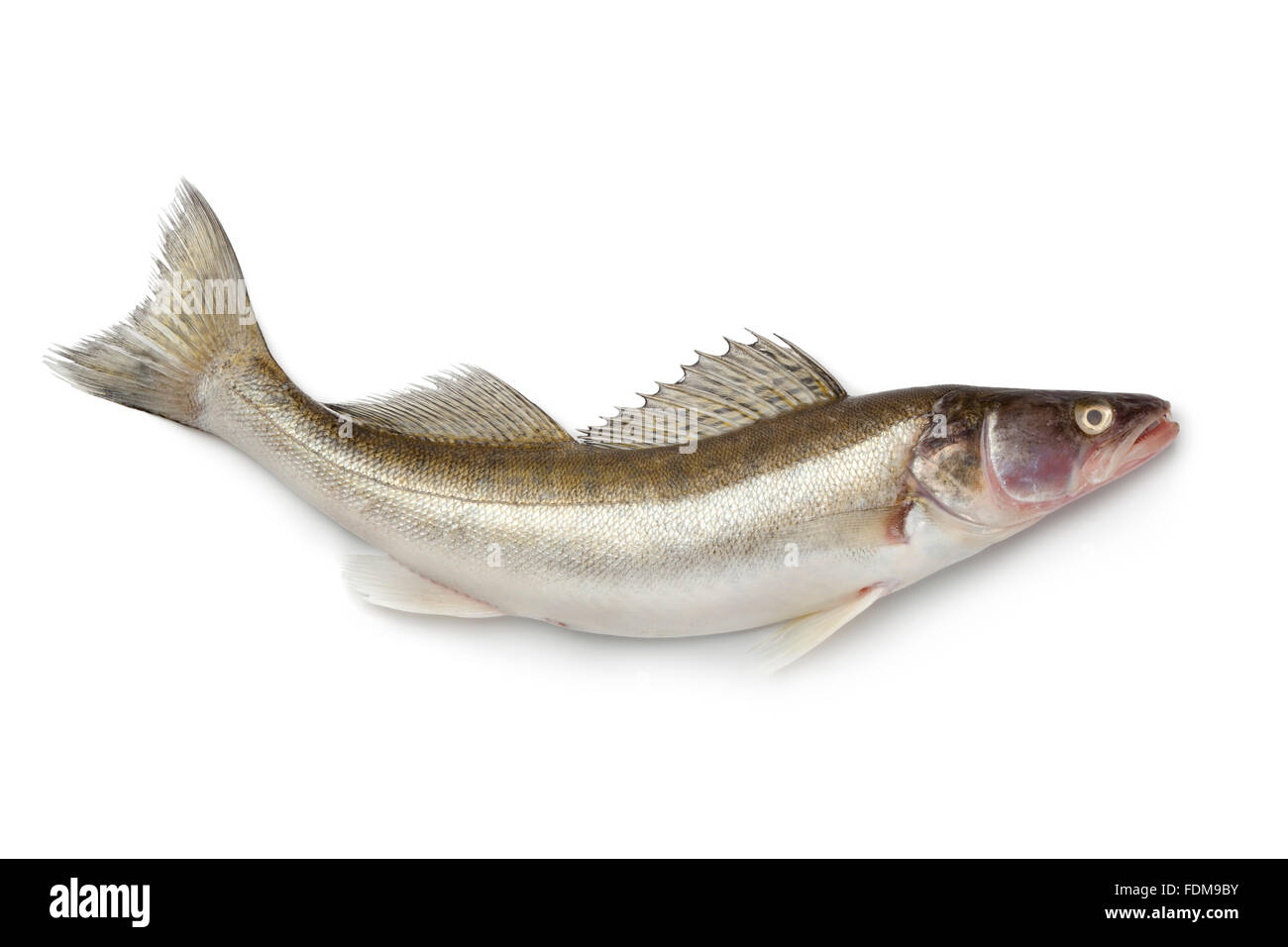 Fresh Zander fish on white background Stock Photo