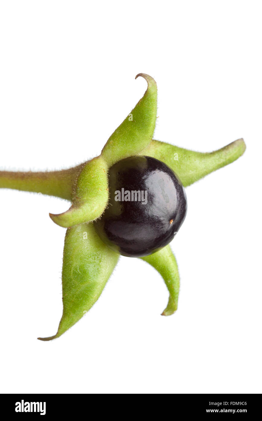 Poisonous Belladonna berry on white background Stock Photo