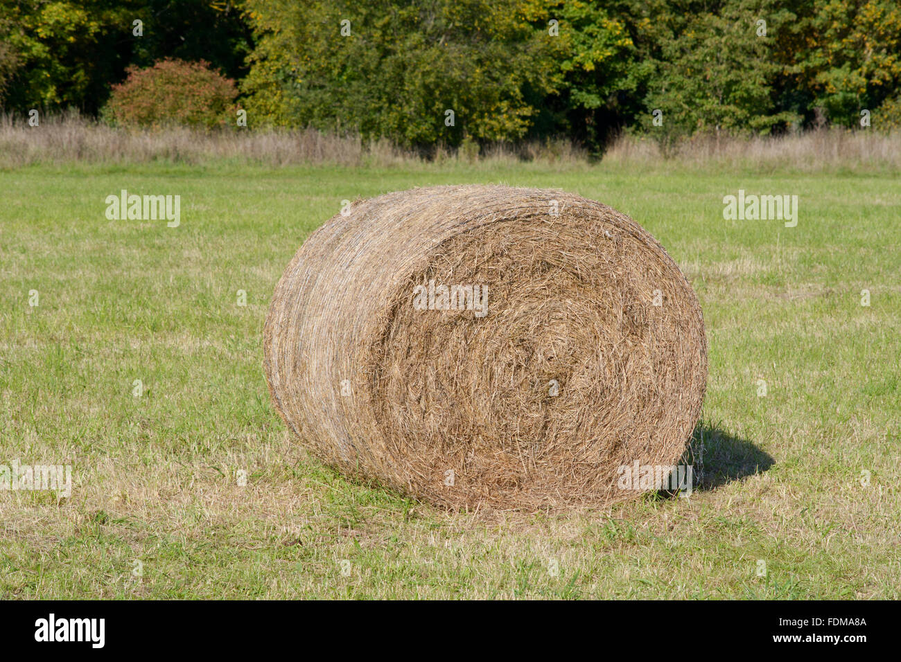 Stock feed hi res stock photography and images Alamy