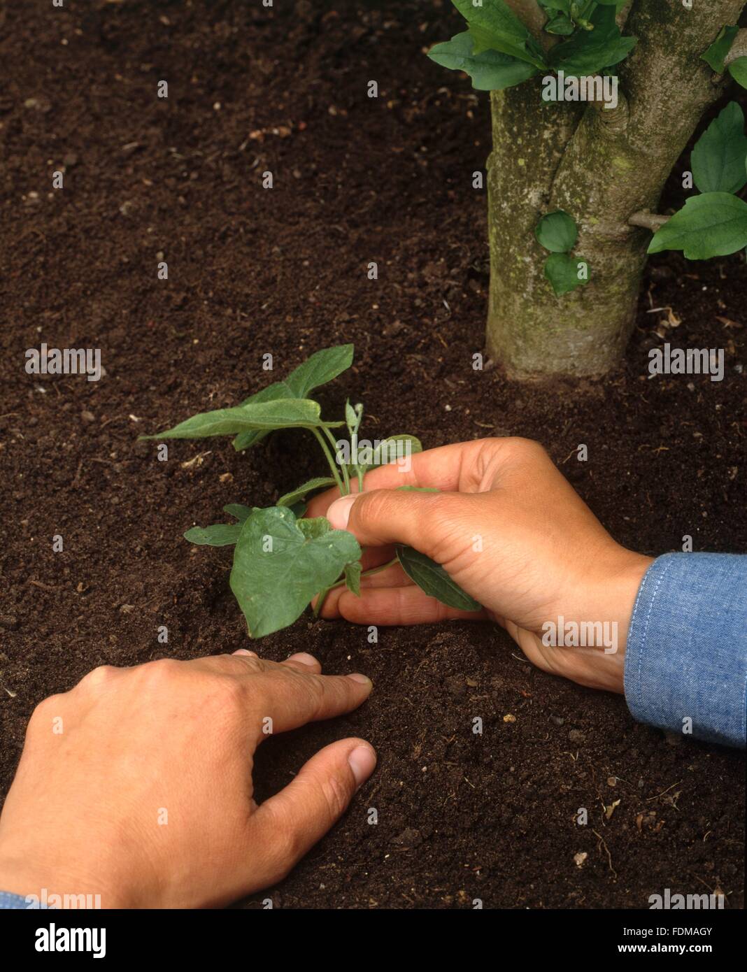 Planting out Ipomea at a distance form the host's stem, close-up Stock Photo