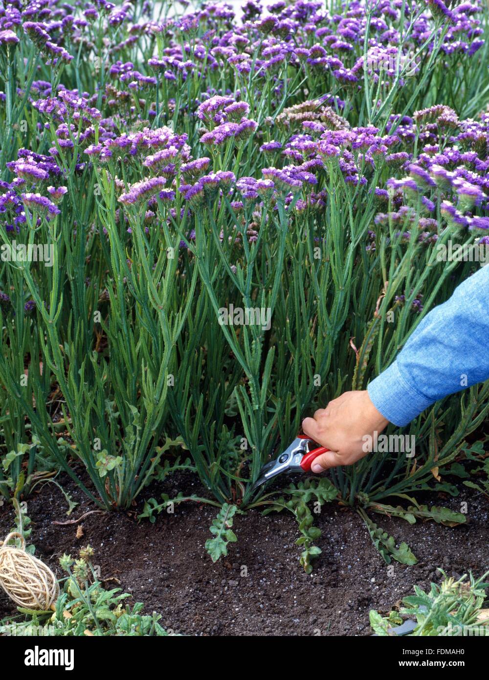 Limonium sinuatum (Statice) flowers being cut at base, using secateurs, close-up Stock Photo