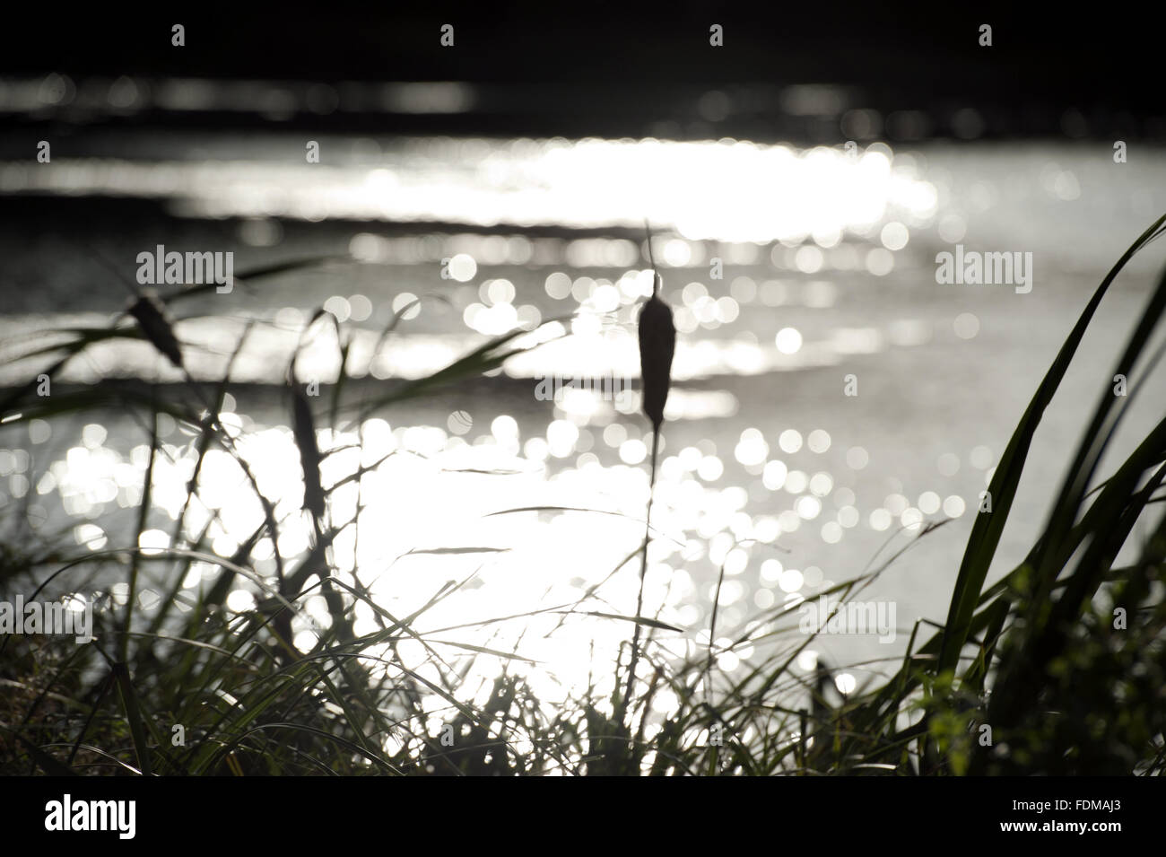 Bulrushes growing beside the lake at Stowe Landscape Gardens, Buckinghamshire. Stock Photo