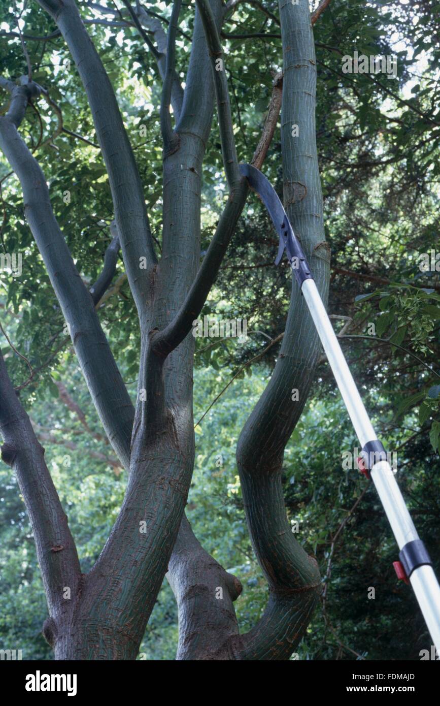 Using longarmed saw to cut thin branch off tree Stock Photo Alamy
