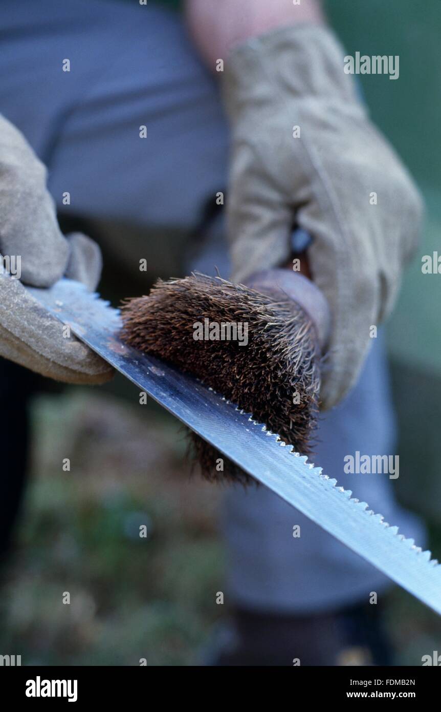 Using brush to remove sawdust from gardening saw Stock Photo Alamy