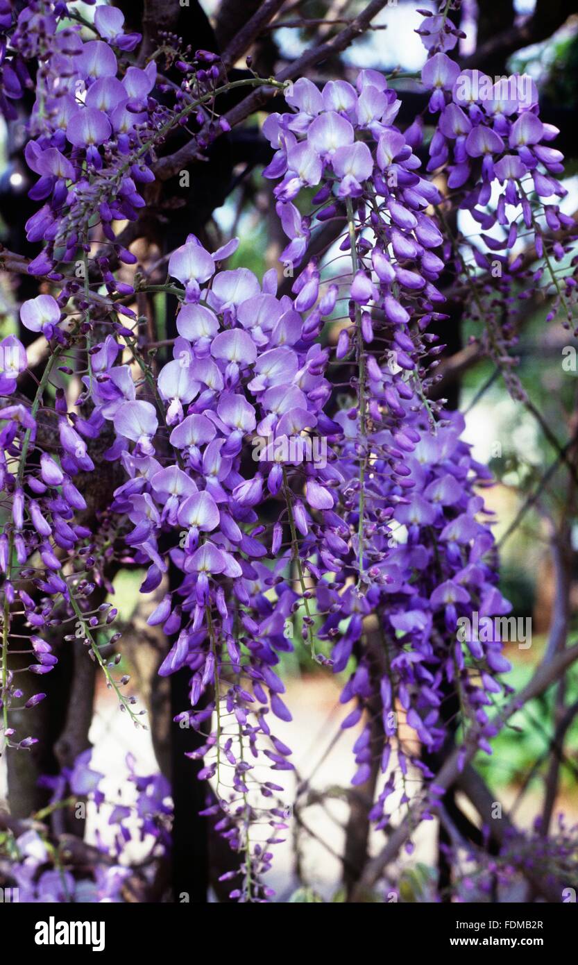 Wisteria sinensis (Chinese wisteria), lilacblue flowers, closeup