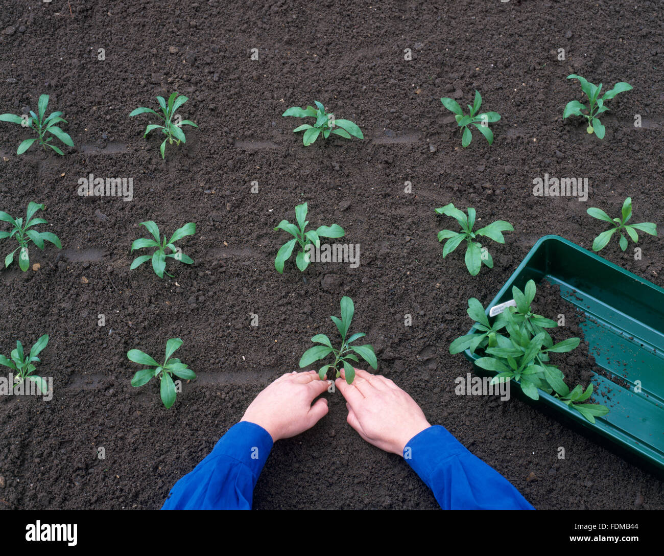 Planting out wallflower seedlings in nursery bed, in evenly spaced rows