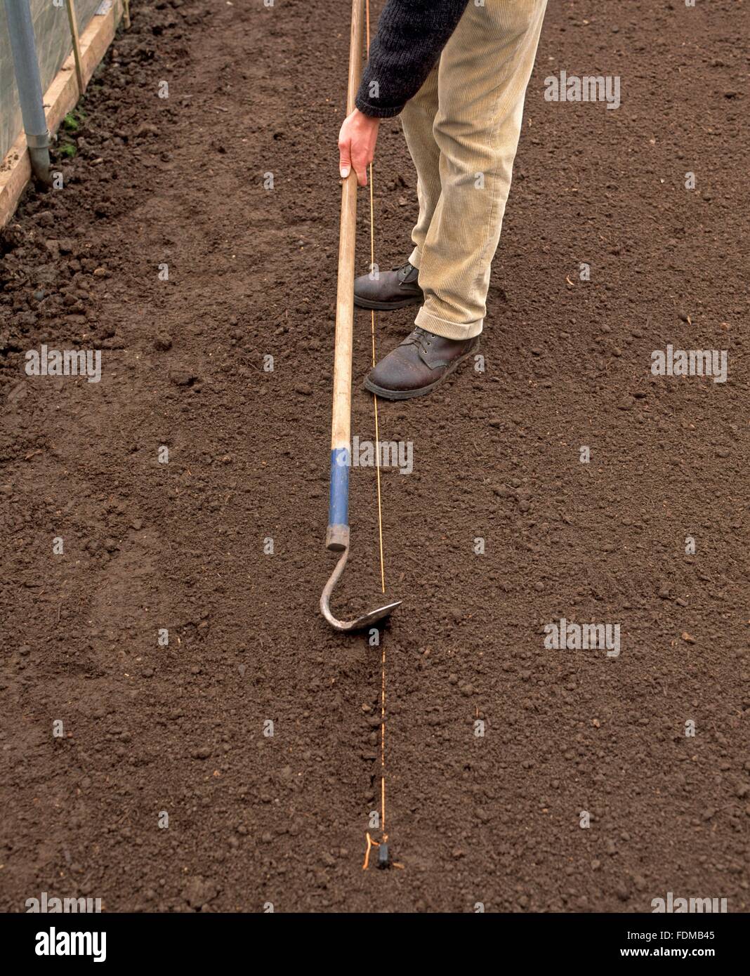 Using hoe to draw out even drill along length of string (sowing seeds in single drill), close-up Stock Photo