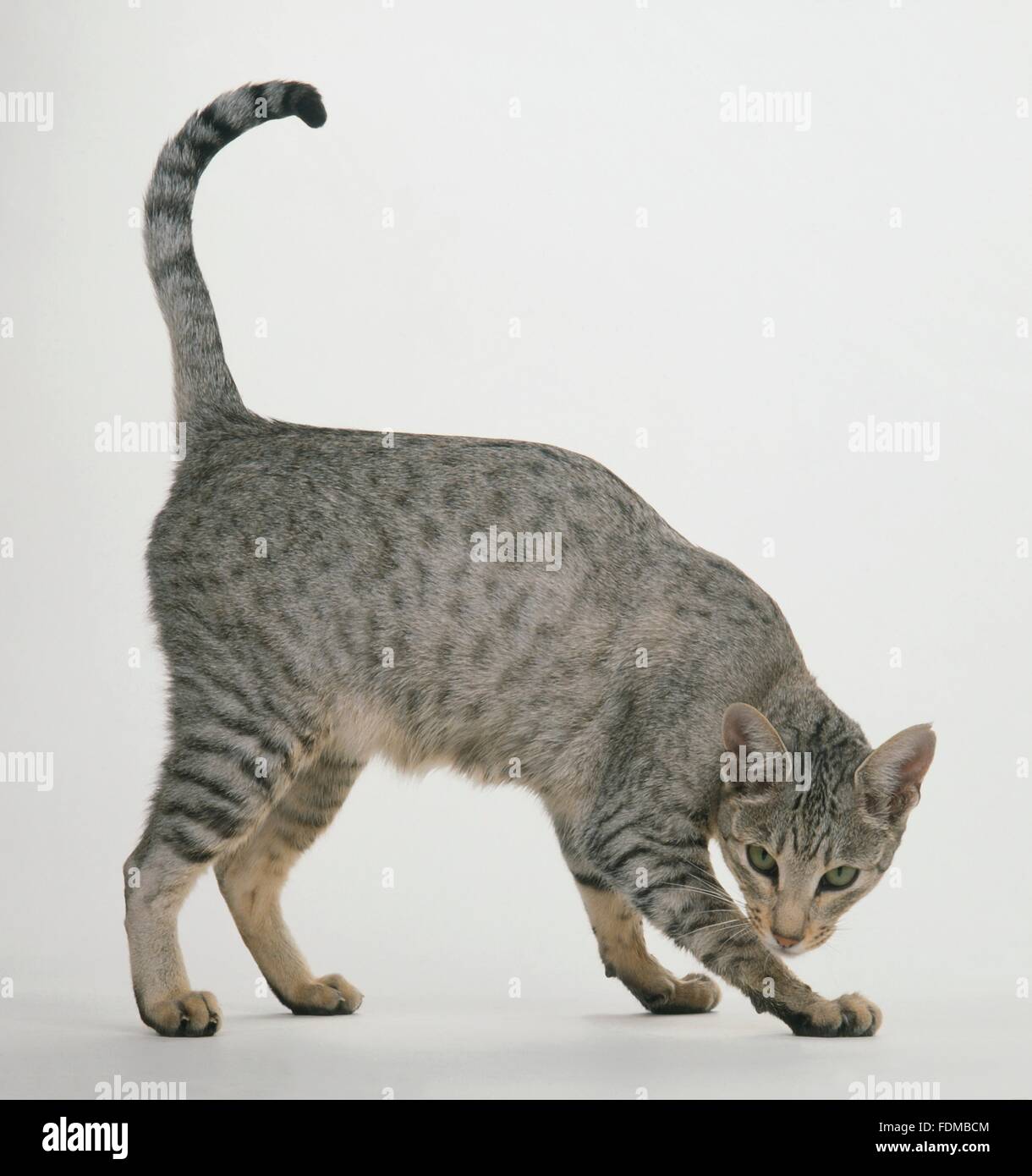 Spotted Egyptian Mau cat, side view, looking at camera Stock Photo