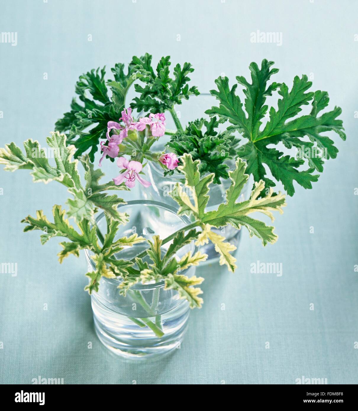 Pelargonium graveolens (Rose Geranium), flowers and leaves in two glasses of water Stock Photo