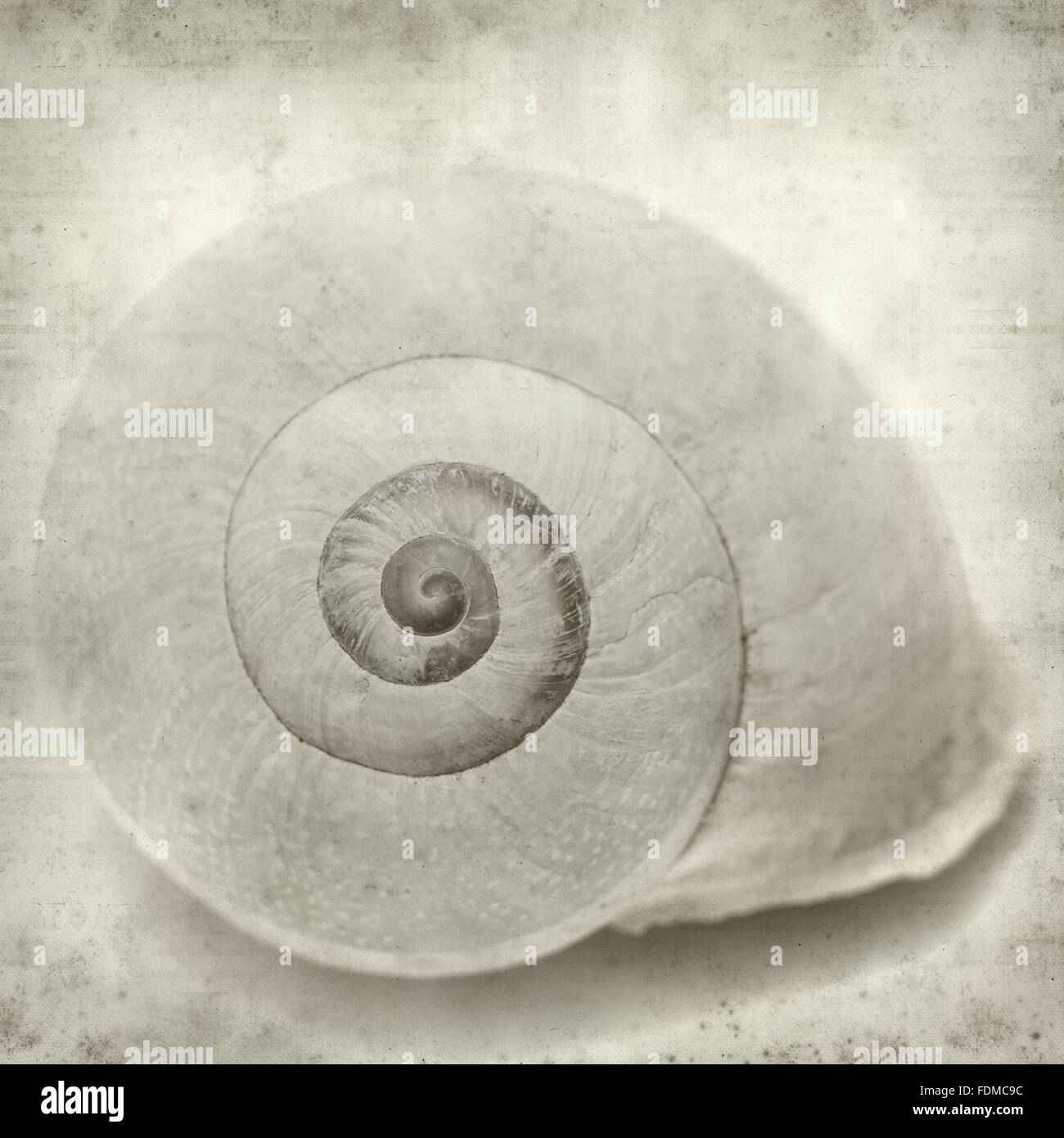 textured old paper background with sea snail shell Stock Photo - Alamy