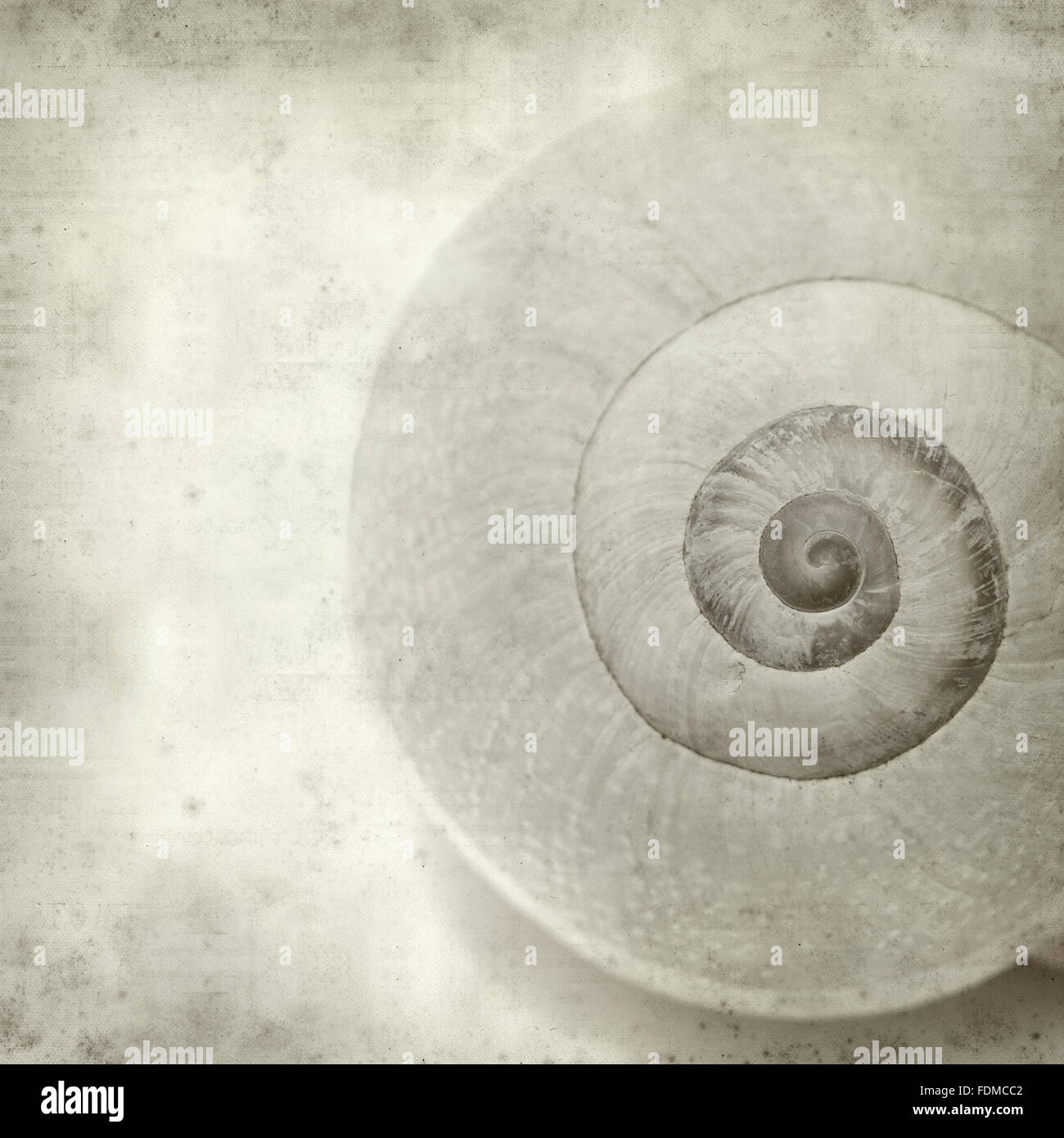 textured old paper background with sea snail shell Stock Photo - Alamy