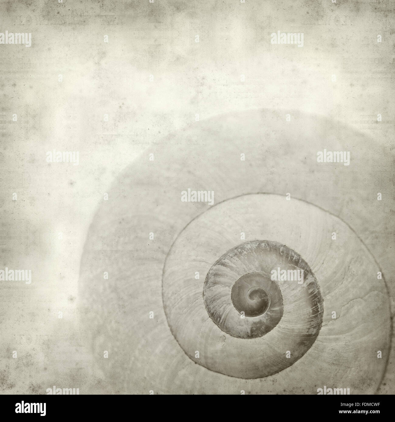 textured old paper background with sea snail shell Stock Photo - Alamy