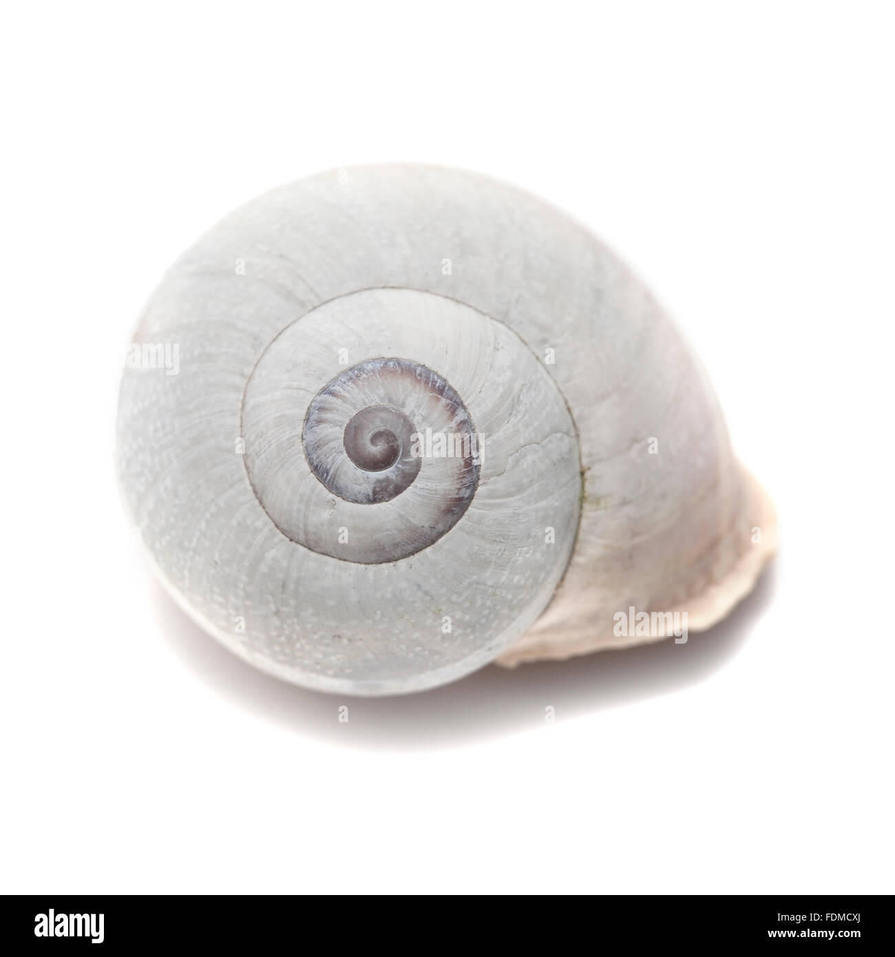 flat spired sea snail shell bleached by elements isolated on white Stock Photo