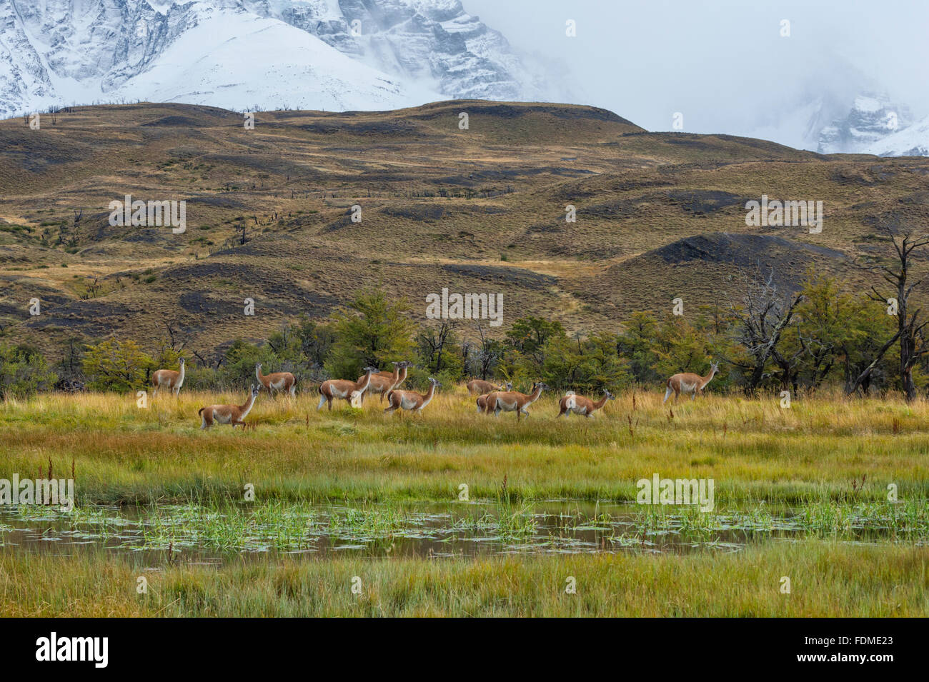 Guanacos (Lama guanicoe), Torres del Paine National Park, Chilean Patagonia, Chile Stock Photo