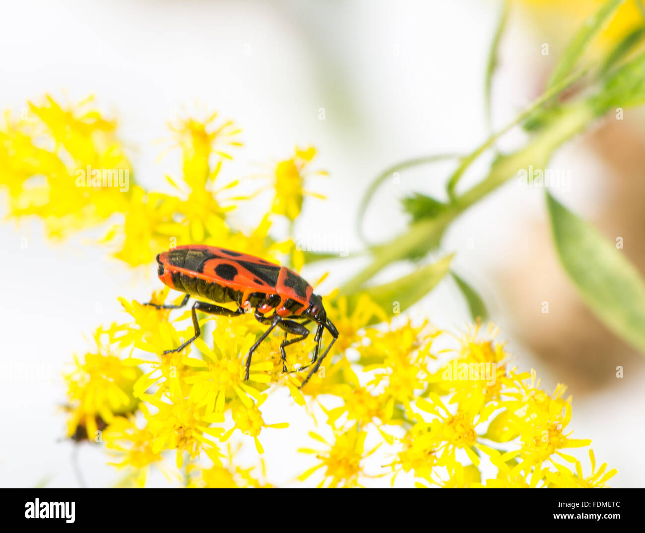 Macro of a firebug (Pyrrhocoris apterus) on a yellow flower Stock Photo